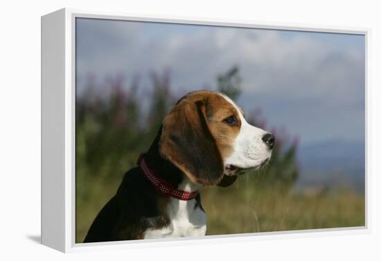 Beagle 66-Bob Langrish-Framed Premier Image Canvas