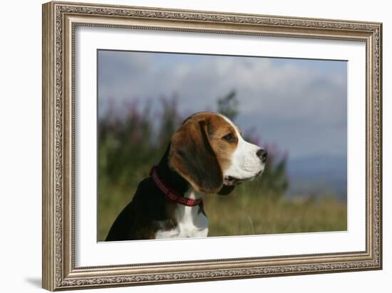 Beagle 66-Bob Langrish-Framed Photographic Print