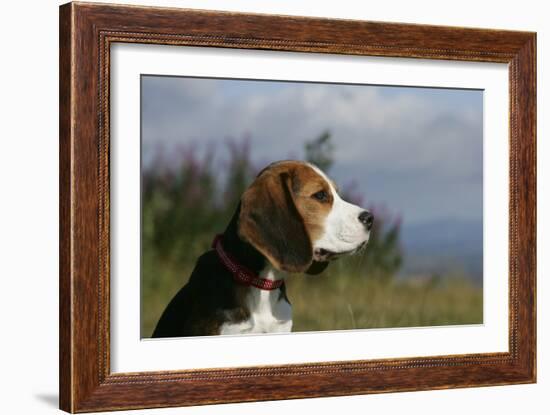 Beagle 66-Bob Langrish-Framed Photographic Print