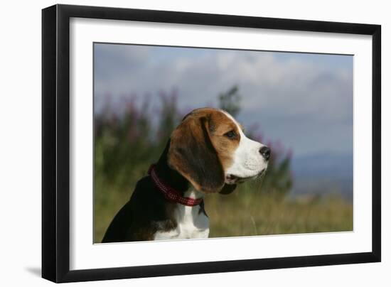 Beagle 66-Bob Langrish-Framed Photographic Print