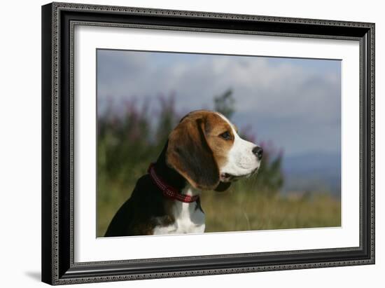 Beagle 66-Bob Langrish-Framed Photographic Print