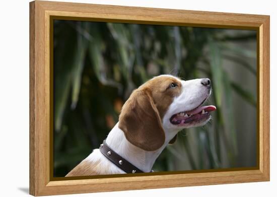 Beagle 70-Bob Langrish-Framed Premier Image Canvas