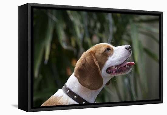 Beagle 70-Bob Langrish-Framed Premier Image Canvas