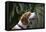 Beagle 70-Bob Langrish-Framed Premier Image Canvas