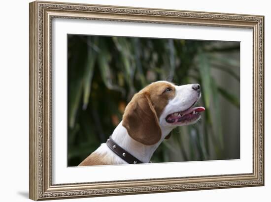 Beagle 70-Bob Langrish-Framed Photographic Print