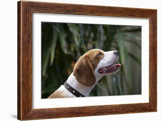 Beagle 70-Bob Langrish-Framed Photographic Print