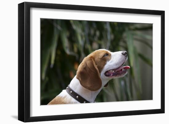 Beagle 70-Bob Langrish-Framed Photographic Print