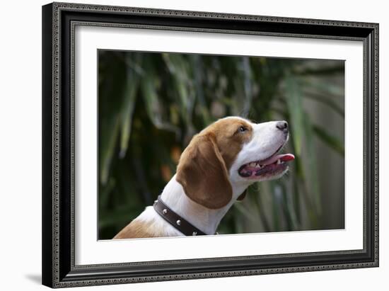 Beagle 70-Bob Langrish-Framed Photographic Print