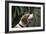 Beagle 70-Bob Langrish-Framed Photographic Print