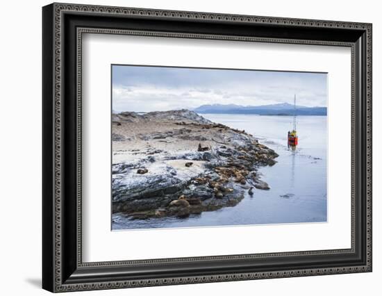 Beagle Channel Sailing Boat Observing Sea Lion Colony, Argentina-Matthew Williams-Ellis-Framed Photographic Print