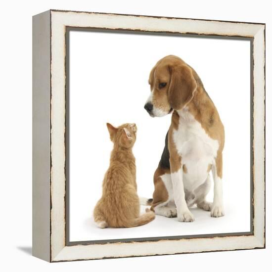 Beagle Dog, Bruce, with Ginger Kitten, Tom-Mark Taylor-Framed Premier Image Canvas