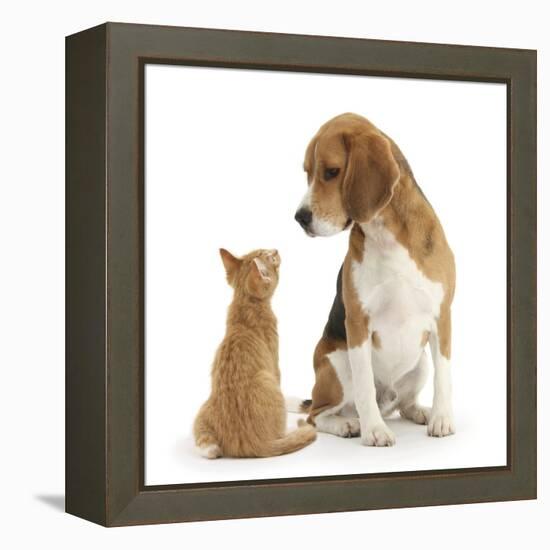 Beagle Dog, Bruce, with Ginger Kitten, Tom-Mark Taylor-Framed Premier Image Canvas