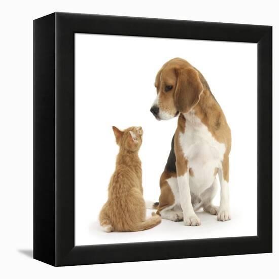 Beagle Dog, Bruce, with Ginger Kitten, Tom-Mark Taylor-Framed Premier Image Canvas