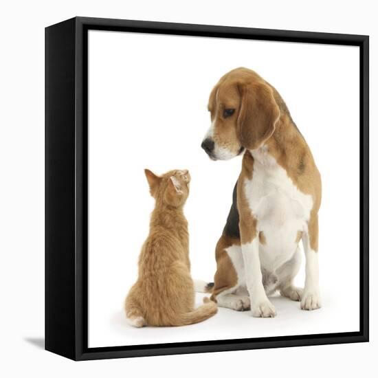 Beagle Dog, Bruce, with Ginger Kitten, Tom-Mark Taylor-Framed Premier Image Canvas