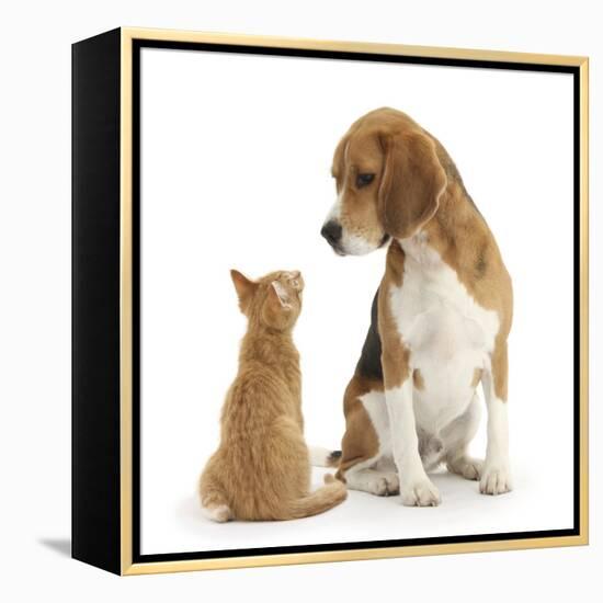 Beagle Dog, Bruce, with Ginger Kitten, Tom-Mark Taylor-Framed Premier Image Canvas