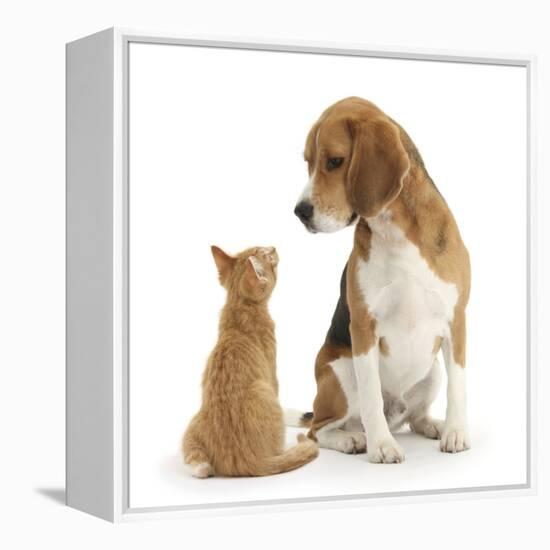 Beagle Dog, Bruce, with Ginger Kitten, Tom-Mark Taylor-Framed Premier Image Canvas