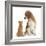 Beagle Dog, Bruce, with Ginger Kitten, Tom-Mark Taylor-Framed Photographic Print