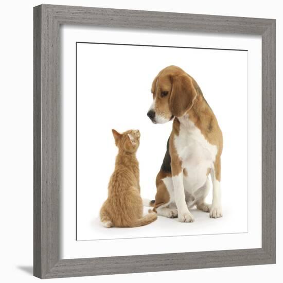 Beagle Dog, Bruce, with Ginger Kitten, Tom-Mark Taylor-Framed Photographic Print