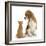 Beagle Dog, Bruce, with Ginger Kitten, Tom-Mark Taylor-Framed Photographic Print