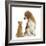 Beagle Dog, Bruce, with Ginger Kitten, Tom-Mark Taylor-Framed Photographic Print