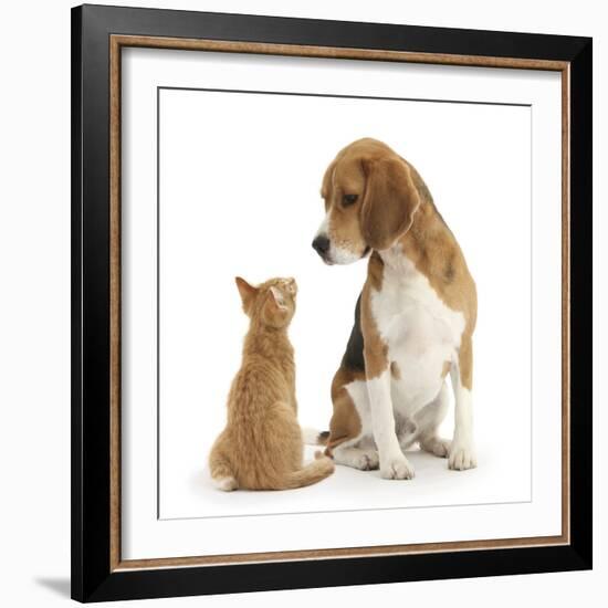 Beagle Dog, Bruce, with Ginger Kitten, Tom-Mark Taylor-Framed Photographic Print