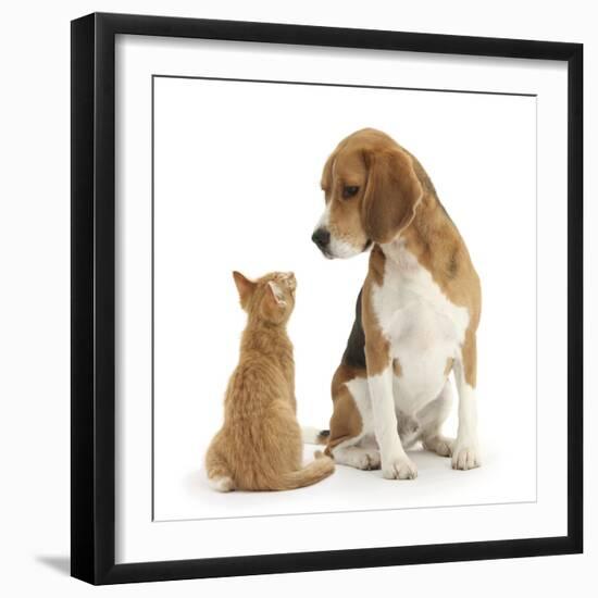 Beagle Dog, Bruce, with Ginger Kitten, Tom-Mark Taylor-Framed Photographic Print