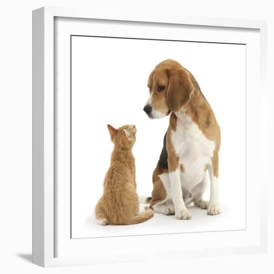 Beagle Dog, Bruce, with Ginger Kitten, Tom-Mark Taylor-Framed Photographic Print