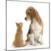 Beagle Dog, Bruce, with Ginger Kitten, Tom-Mark Taylor-Mounted Photographic Print