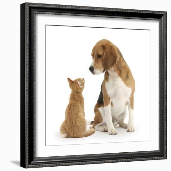 Beagle Dog, Bruce, with Ginger Kitten, Tom-Mark Taylor-Framed Photographic Print