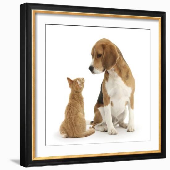 Beagle Dog, Bruce, with Ginger Kitten, Tom-Mark Taylor-Framed Photographic Print