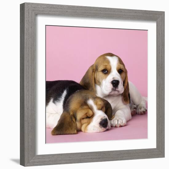 Beagle Dog Puppies-null-Framed Photographic Print