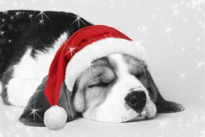 christmas beagle