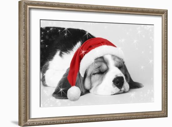 Beagle Dog Puppy Asleep Wearing a Christmas Hat-null-Framed Photographic Print