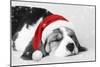 Beagle Dog Puppy Asleep Wearing a Christmas Hat-null-Mounted Photographic Print