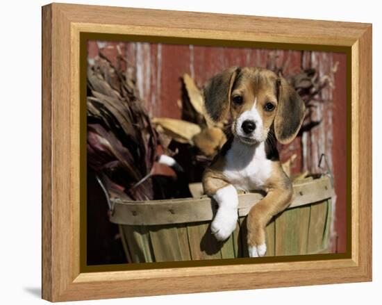 Beagle Dog Puppy-Lynn M. Stone-Framed Premier Image Canvas