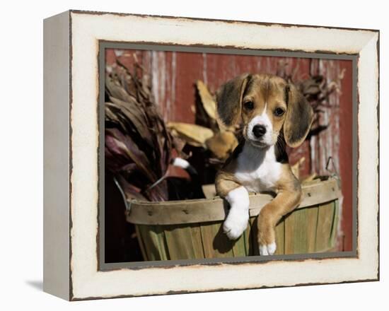 Beagle Dog Puppy-Lynn M. Stone-Framed Premier Image Canvas