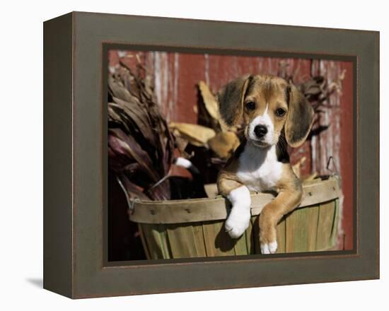 Beagle Dog Puppy-Lynn M. Stone-Framed Premier Image Canvas