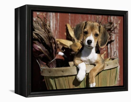 Beagle Dog Puppy-Lynn M. Stone-Framed Premier Image Canvas