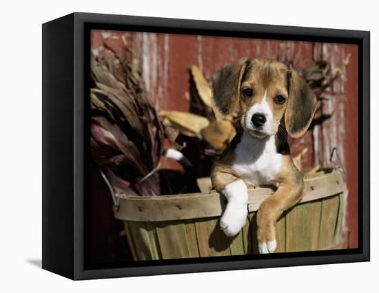 Beagle Dog Puppy-Lynn M. Stone-Framed Premier Image Canvas