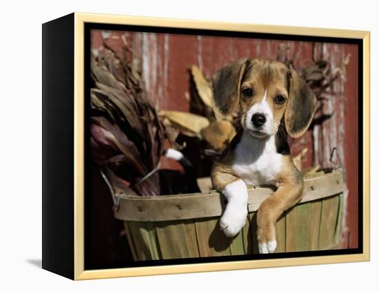 Beagle Dog Puppy-Lynn M. Stone-Framed Premier Image Canvas