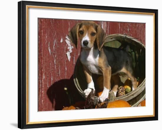 Beagle Dog Puppy-Lynn M. Stone-Framed Photographic Print