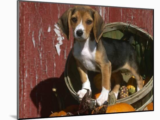 Beagle Dog Puppy-Lynn M. Stone-Mounted Photographic Print