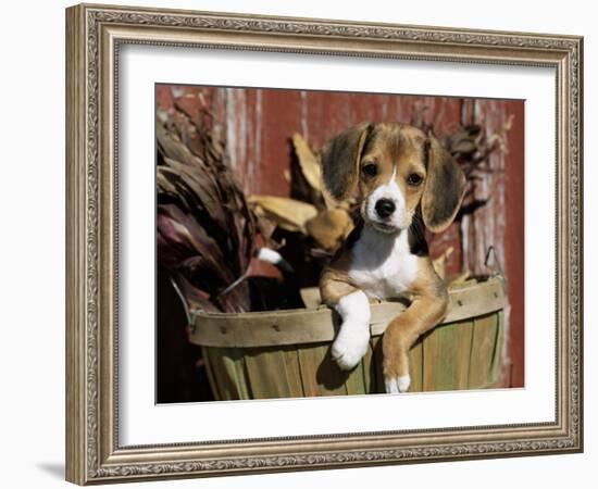 Beagle Dog Puppy-Lynn M. Stone-Framed Photographic Print