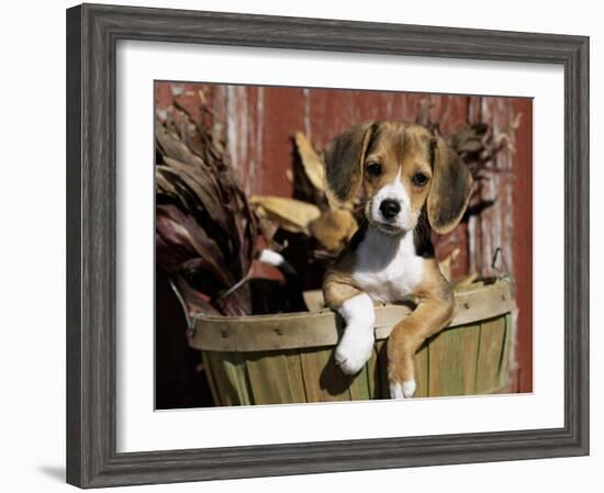 Beagle Dog Puppy-Lynn M. Stone-Framed Photographic Print