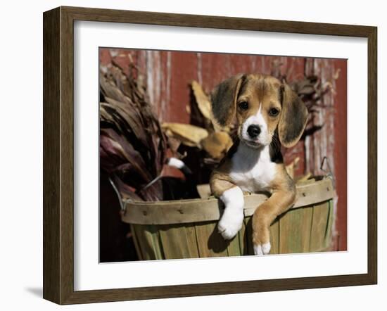 Beagle Dog Puppy-Lynn M. Stone-Framed Photographic Print