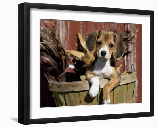 Beagle Dog Puppy-Lynn M. Stone-Framed Photographic Print