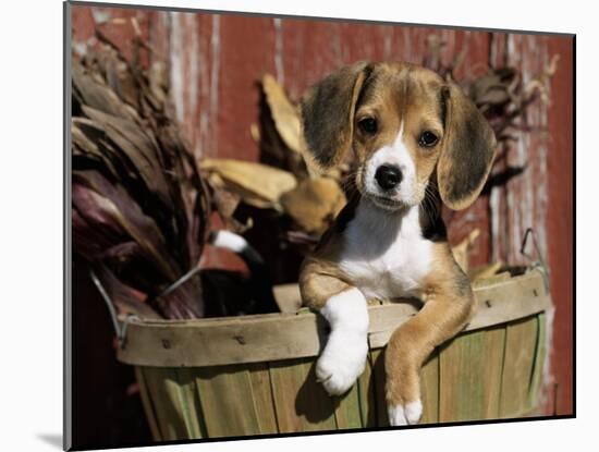 Beagle Dog Puppy-Lynn M. Stone-Mounted Photographic Print