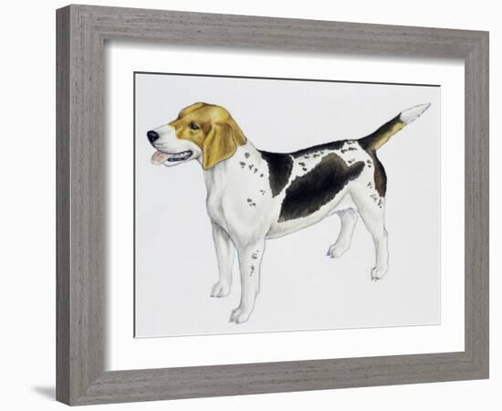 Beagle Harrier (Canis Lupus), Canidae, Drawing-null-Framed Giclee Print