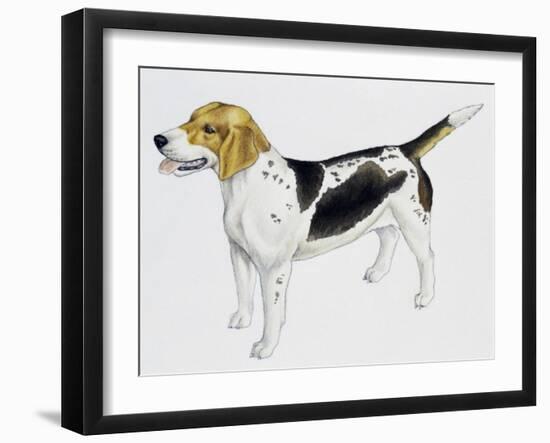 Beagle Harrier (Canis Lupus), Canidae, Drawing-null-Framed Giclee Print