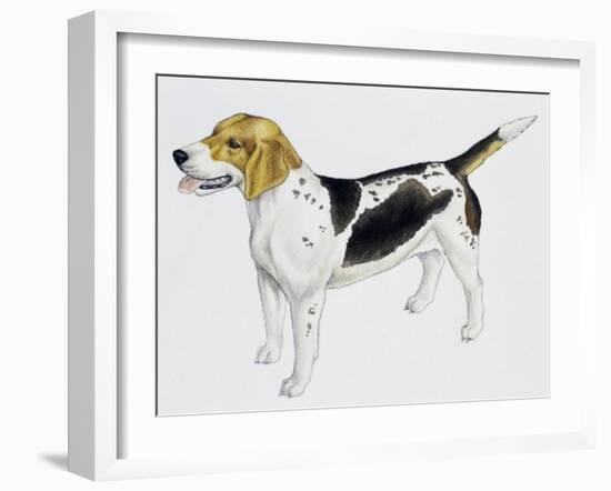 Beagle Harrier (Canis Lupus), Canidae, Drawing-null-Framed Giclee Print